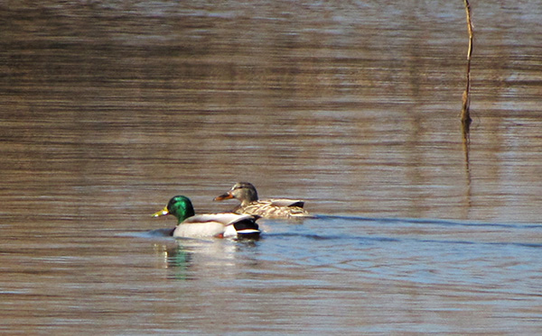 Ducks Feb 6