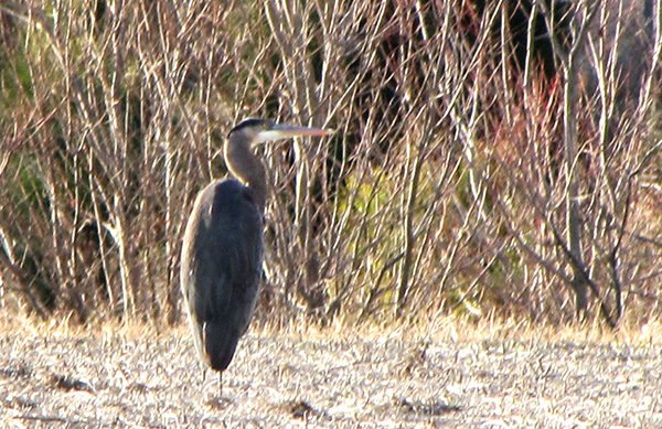 Heron Feb 5