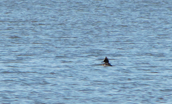 Merganser Feb 6