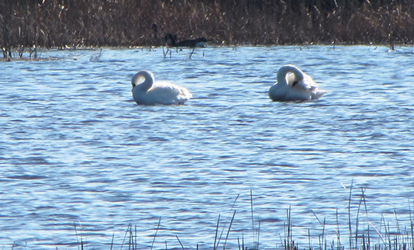 Swans Feb 6