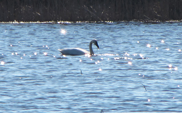 Swans Feb 6