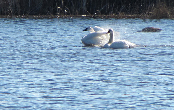 Swans Feb 6