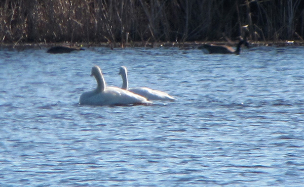 Swans Feb 6