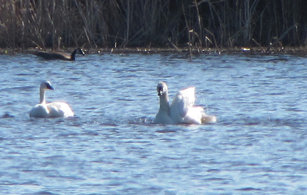 Swans Feb 6
