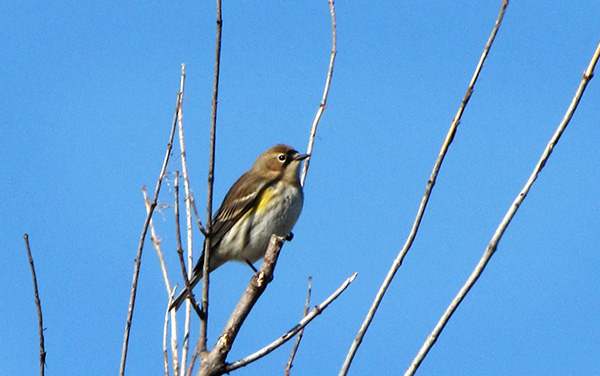 Warbler Feb 6