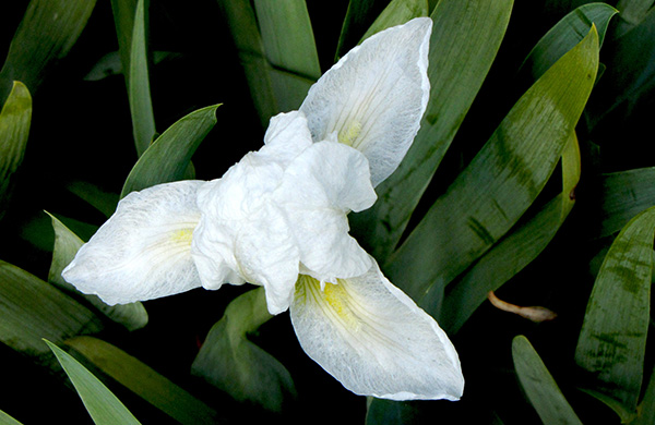 Iris March 30