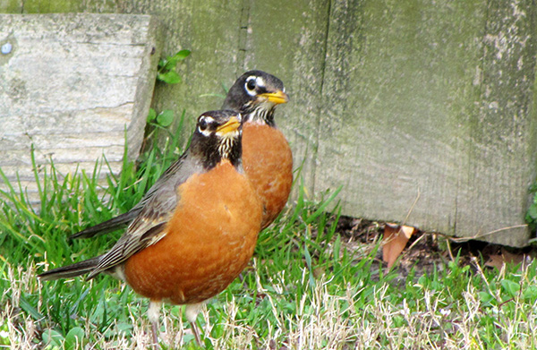 Robins March 30