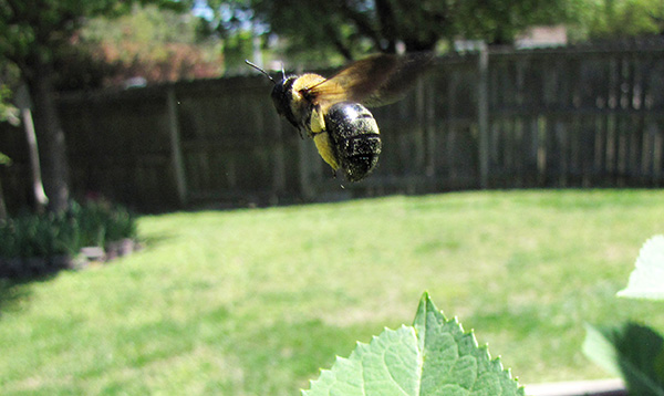 Bee April 18