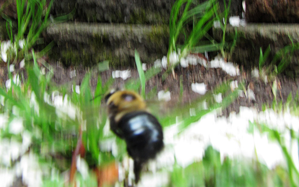 Bee Motion April 12