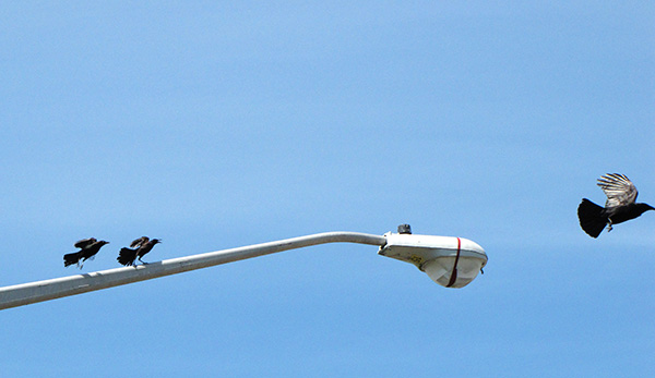 Birds April 14