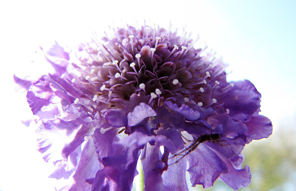 Butterfly Flower April 1