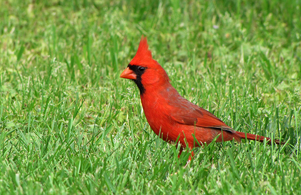 Cardinal April 19