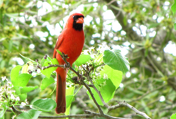 Cardinal April 19