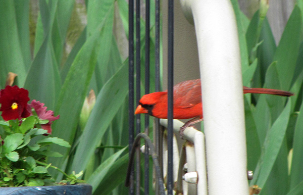 Cardinal April 19