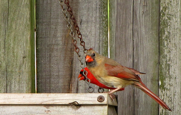 Cardinals April 30