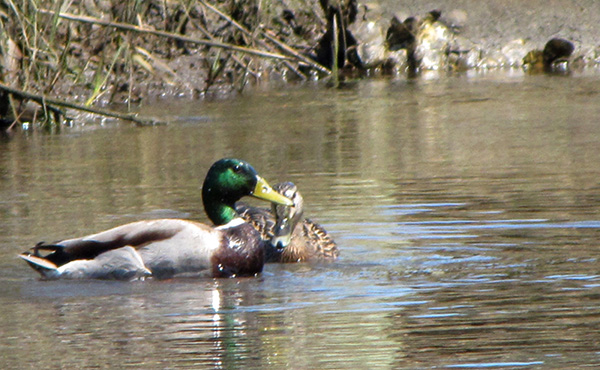 Ducks April 7