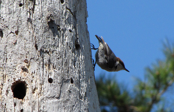 Nuthatch April 7