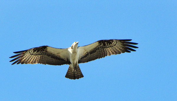 Osprey April 10