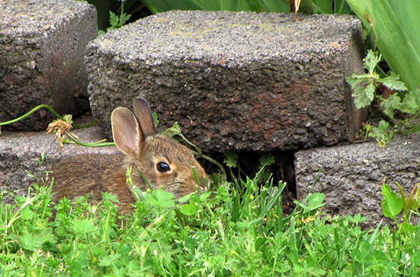Rabbit April 20