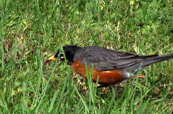 Robin April 23