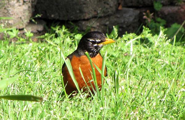 Robin April 23