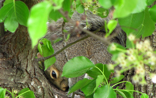 Squirrel April 19