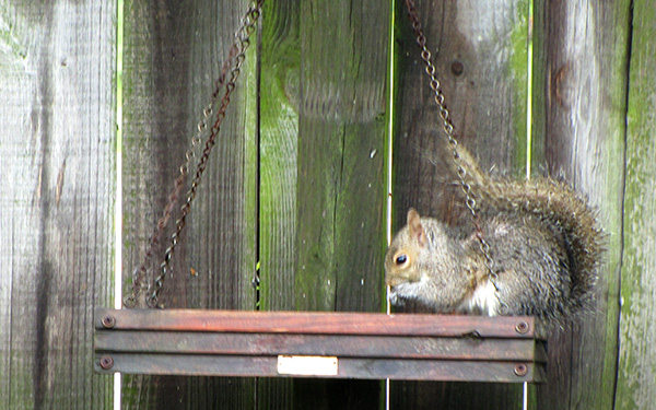 Squirrel April 29