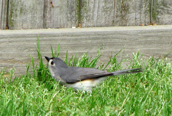 Tufted Titmouse April 19