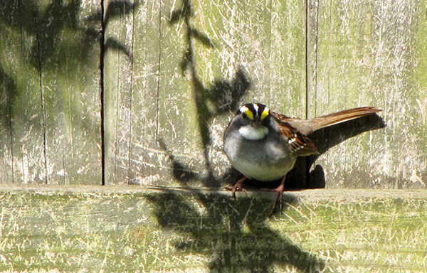 White Throated Sparrow April 23