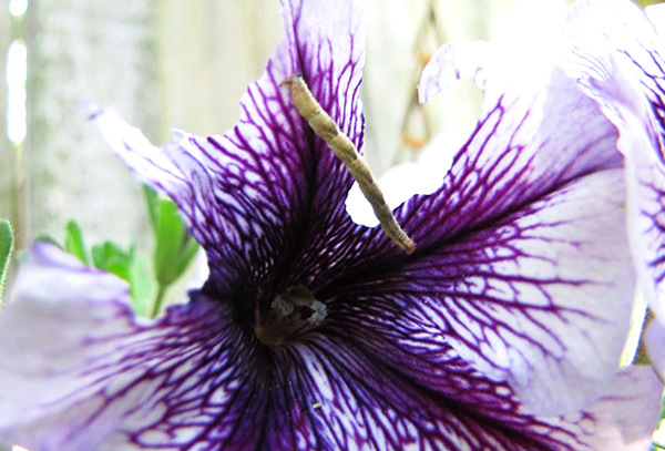 Petunia Damage May 15