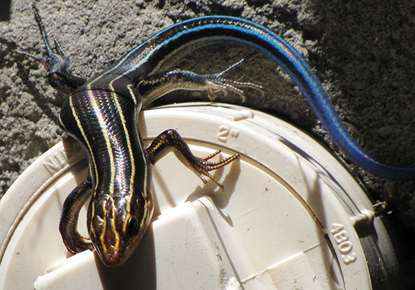 Skink May 22