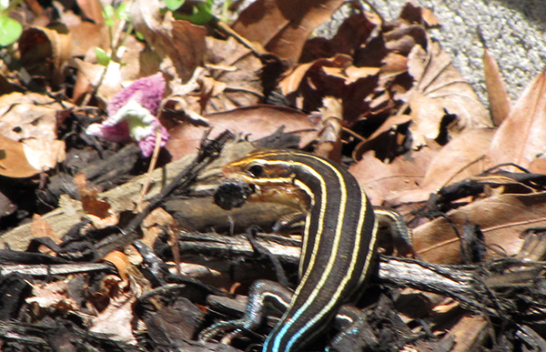 Skink May 22