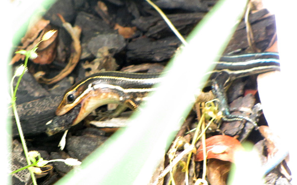 Skink May 22