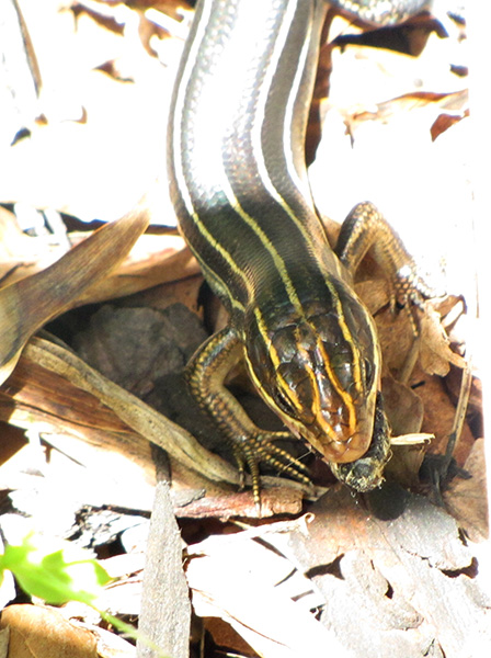 Skink May 22