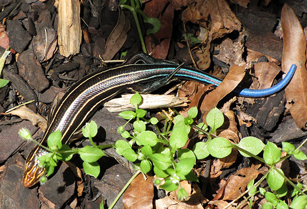 Skink May 22