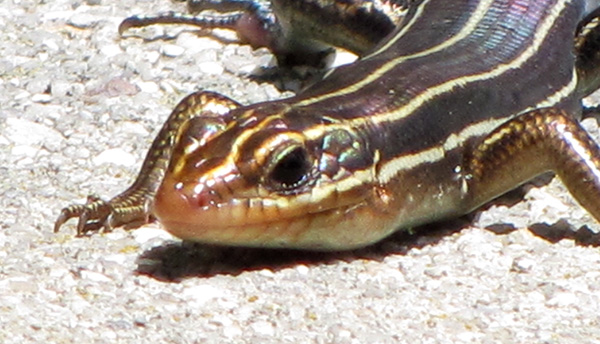 Skink May 22