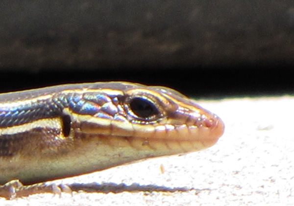 Skink May 22