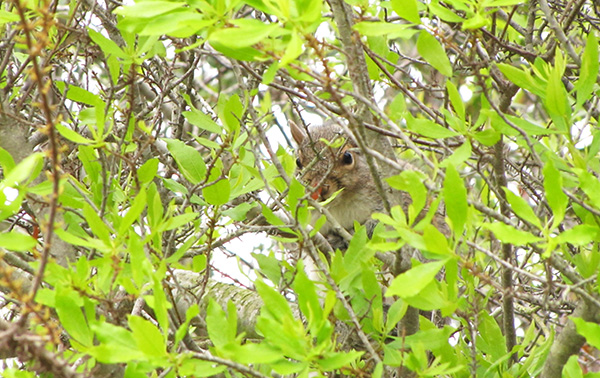 Squirrel May 1