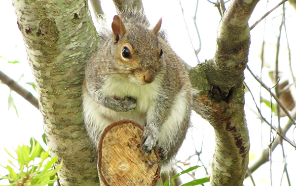 Squirrel May 1