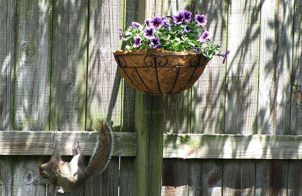 Squirrels May 2