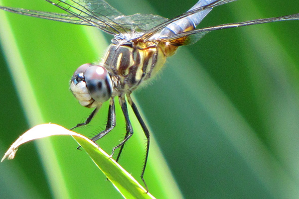Blue Dasher Male June 27