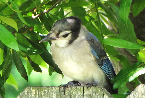 Blue Jays June 11