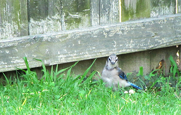 Blue Jays June 11