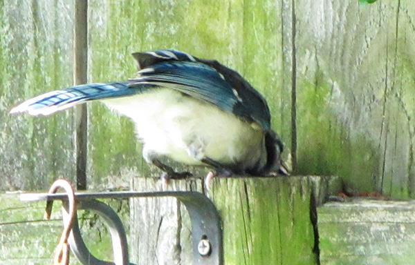 Blue Jays June 11