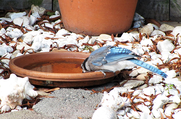 Blue Jays June 11