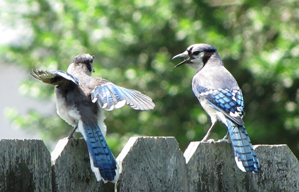 Blue Jays June 11