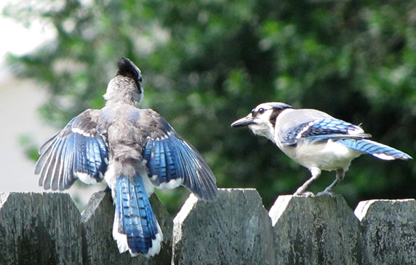 Blue Jays June 11