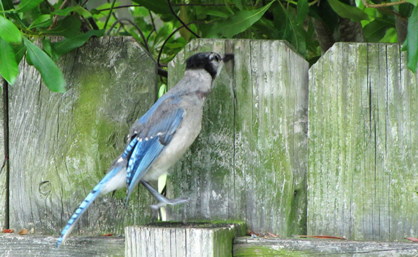 Blue Jays June 11