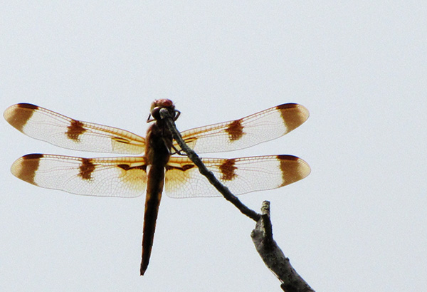 Dragonfly June 29