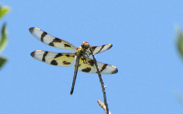 Halloween Pennant June 28